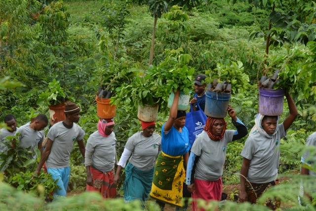 Tanzania TreeApp