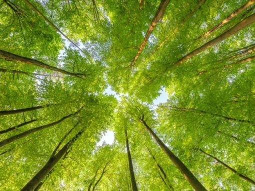 Achieving Our 2025 ESG Target: A Shared Commitment to Responsible Growth