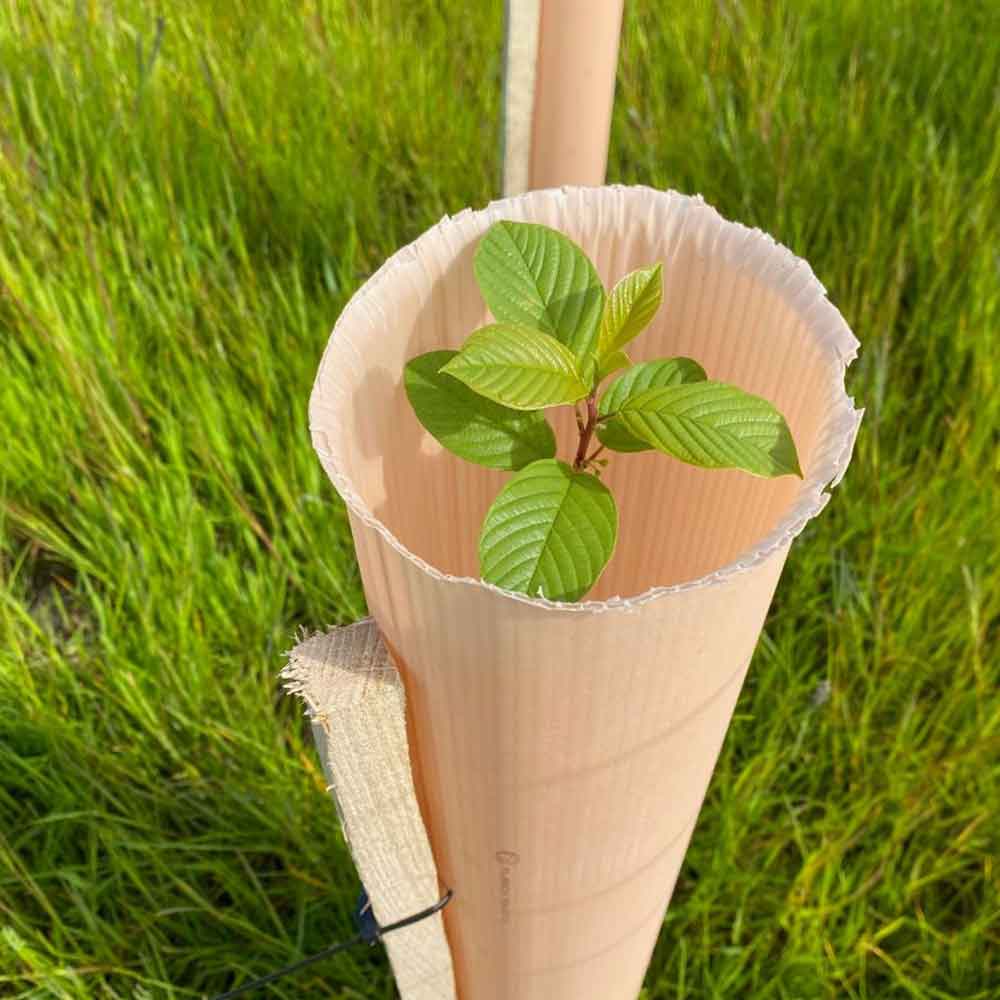 30 trees in the National Forest to celebrate 30 Years in business